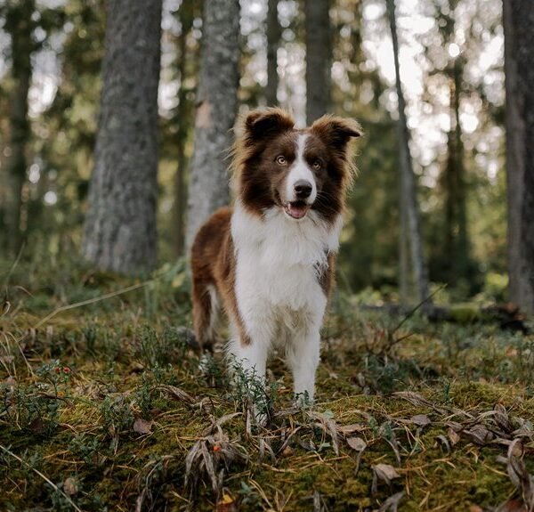 enterprise intelligence landscape structuring